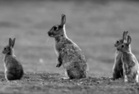 Filmstill aus dem Dokumentarfilm: „Królik po berlińsku” („Mauerhasen”) von Bartosz Konopka, PL/D 2009 (online auf YouTube) 