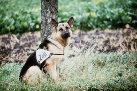 Schäferhund des Zolls an der innerdeutschen Grenze, 15. August 1984